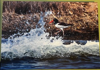 Oyster Catcher Bird Professional Photograph On Stretched Canvas By Jacqueline Taffe