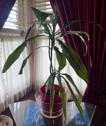 Dracaena Live Potted House Plant