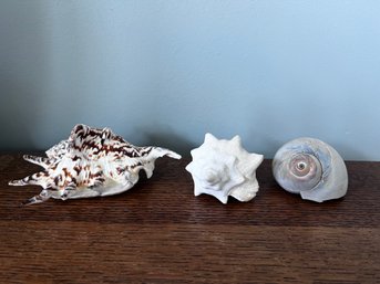 Assorted Seashell Lot (3 Pieces)