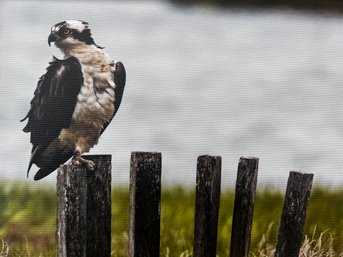 Osprey Perched On Wood Posts Professional Photograph On Stretched Canvas By Jacqueline Taffe