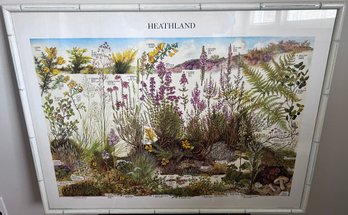 Heathland Plants Framed Poster