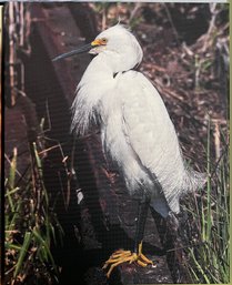Snowy Egret Professional Photograph On Stretched Canvas By Jacqueline Taffe
