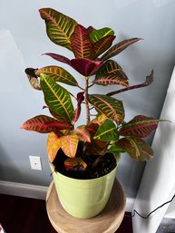 Croton Live Potted House Plant