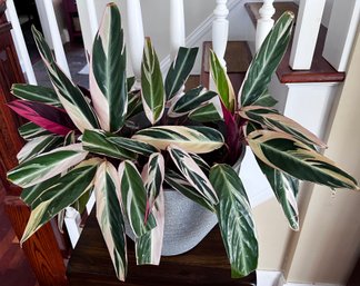 Triostar Stromanthe Potted Live House Plant With Hughes Of Pink In Leaves