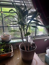 Dracaena Cane Live Potted House Plant