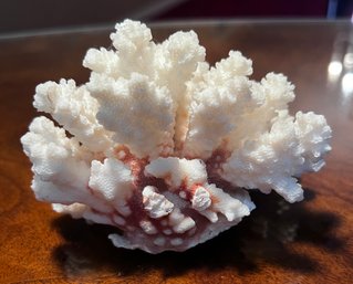 Natural White Reef Brown Stem Coral Nautical Coastal Decor