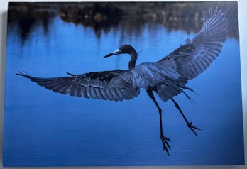 Flying Heron Professional Photograph On Stretched Canvas By Jacqueline Taffe