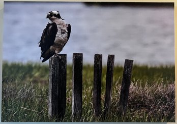 Osprey Perched On Wood Posts Professional Photograph On Stretched Canvas By Jacqueline Taffe