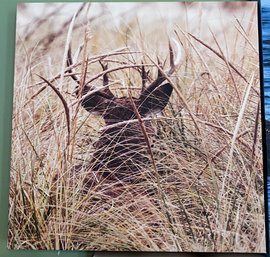 Buck In Tall Grass Professional Photograph On Stretched Canvas By Jacqueline Taffe