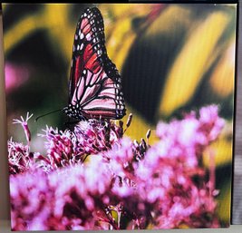 Monarch Butterfly On Flower Professional Photograph On Canvas By Jacqueline Taffe