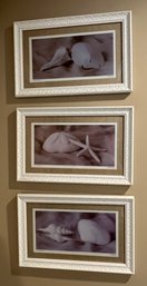 Decorative Shell Prints Framed - 3 Total