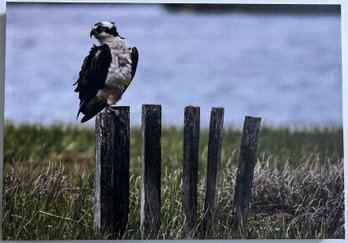 Perched Osprey Professional Photograph On Stretched Canvas By Jacqueline Taffe