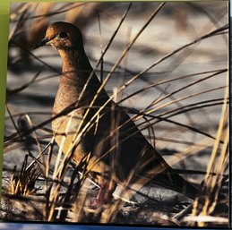 Mourning Dove Professional Photograph On Stretched Canvas Taken On Long Island By Jacqueline Taffe