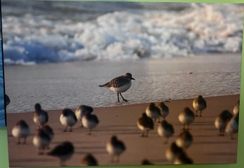 Plover Seabird Professional Photograph On Stretched Canvas  By Jacqueline Taffe