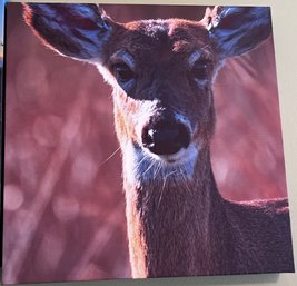 Deer Portrait Professional Photograph On Stretched Canvas Taken On Long Island By Jacqueline Taffe
