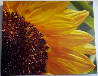 Sunflower Professional Photograph On Stretched Canvas By Jacqueline Taffe