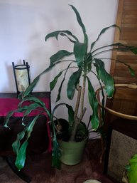 Dracaena Fragrans (Corn Plant) Live Potted House Plant