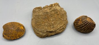 Fossilized Seashells - 3 Total
