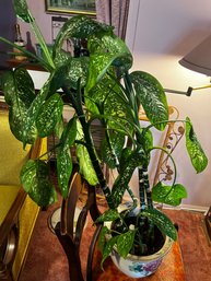 Dieffenbachia Live Potted House Plant