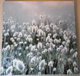 Bunny Tail Grass Photograph On Stretched Canvas