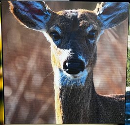 Deer Professional Photograph On Stretched Canvas By Jacqueline Taffe
