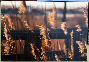 Sea Oat Professional Photograph On Stretched Canvas By Jacqueline Taffe