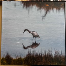Hunting Heron Professional Photograph On Stretched Canvas By Jacqueline Taffe