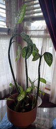 Dieffenbachia Live Potted House Plant