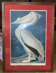 J.J. Audubon Framed Print - American White Pelican