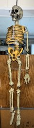 Decorative Plastic Skeleton Decoration