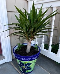 Yucca Live Potted Plant