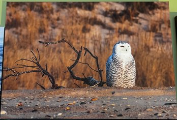 Snow Owl On Beach Professional Photograph On Stretched Canvas By Jacqueline Taffe