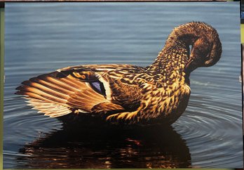 Female Mallard Professional Photograph On Stretched Canvas By Jacqueline Taffe