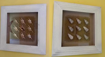 Decorative Mounted Seashell Framed Wall Decor - 2 Total