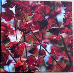 Fall Leaves Professional Photograph On Stretched Canvas By Jacqueline Taffe