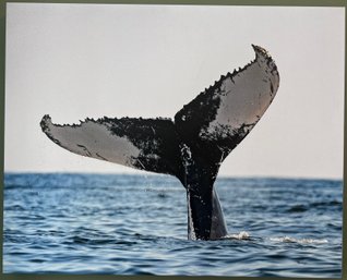 Whale Tail Professional Photograph On Stretched Canvas By Jacqueline Taffe
