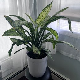 Aglaonema Potted Live House Plant