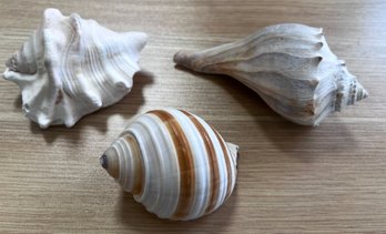 Assorted Seashells -  3 Pieces
