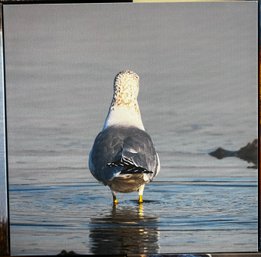 Seagull Professional Photograph On Stretched Canvas By Jacqueline Taffe