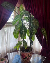 Dieffenbachia Live Potted House Plant