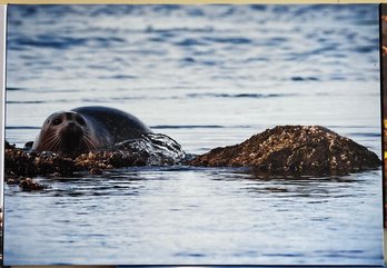 Seal On Rock Professional Photograph On Stretched Canvas By Jacqueline Taffe