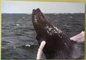 Breaching Humpback Whale Professional Photograph On Stretched Canvas By Jacqueline Taffe