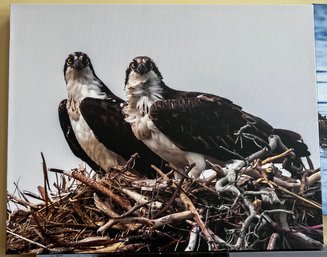 Pair Of Ospreys In Their Nest Professional Photograph On Stretched Canvas By Jacqueline Taffe