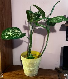 Dieffenbachia Live Potted House Plant