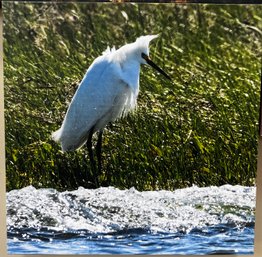 Egret Professional Photograph On Stretched Canvas By Jacqueline Taffe