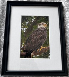 Bald Eagle Framed Photograph By Jacqueline Taffe