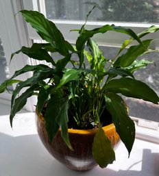 Peace Lilly Live Potted House Plant