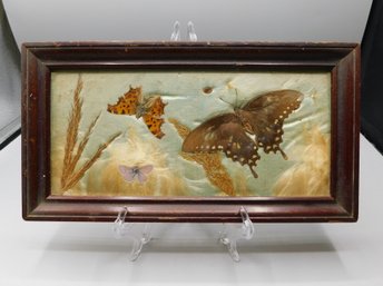 Taxidermy Butterflies Framed