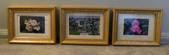 Framed Floral Photos Lot Of 3