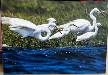 Family Of Egrets Professional Photograph On Stretched Canvas By Jacqueline Taffe